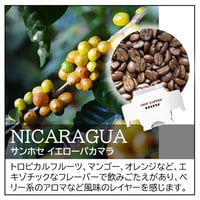 【店頭受取り用】ニカラグア／サンホセ イエローパカマラ〔ドリップバッグ〕12g×8袋