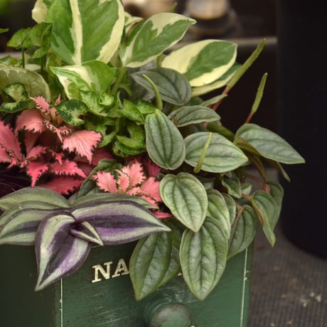 １点のみ【ミニ観葉】ポトスエンジョイの木箱寄せ植え※寄せ植え完成品