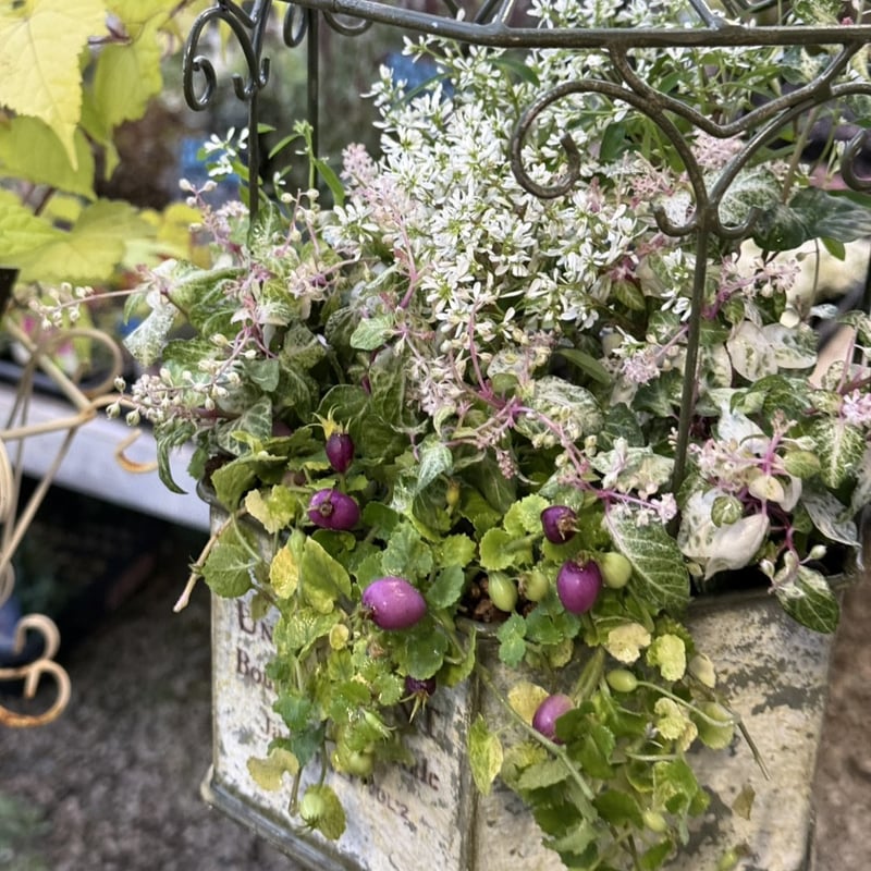 ジュズサンゴ」の鳥かご寄せ植え※寄せ植えセット | プチフルール