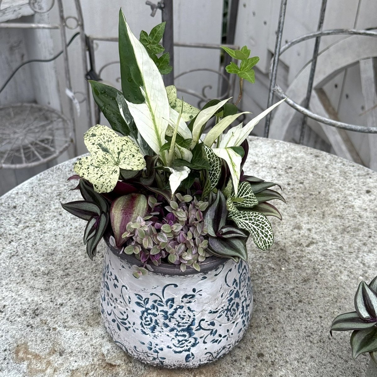 1点のみ【ミニ観葉】斑入りが映える観葉寄せ植え※寄せ植え完成品