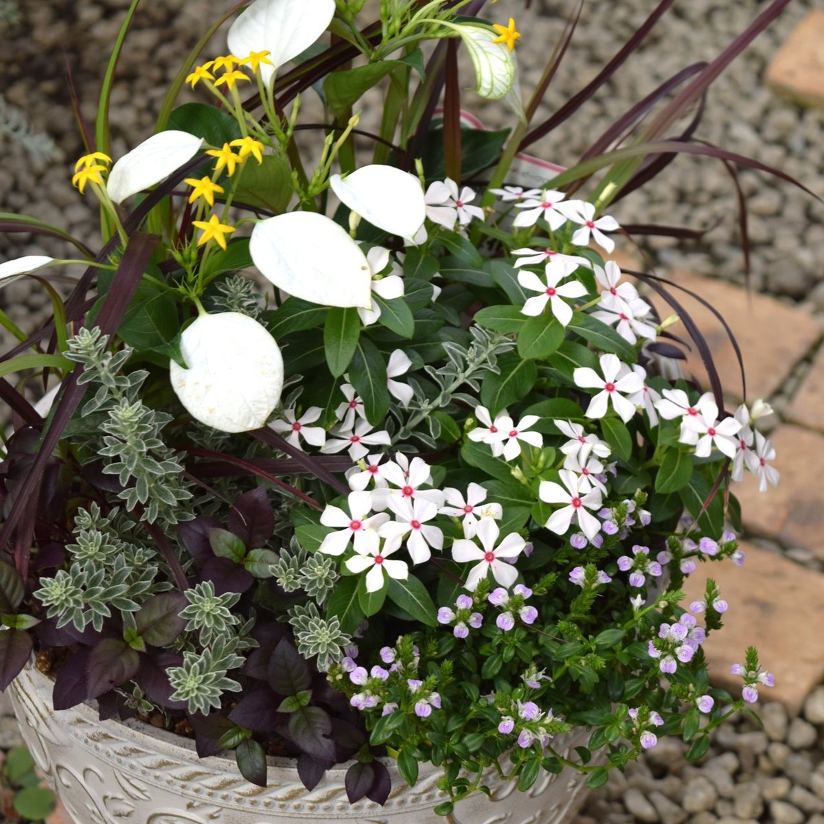 花 1点のみ】7月定期便寄せ植え※寄せ植え完成品 | プチフルール ネット