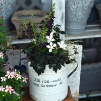 「セイロンライティア」と「ブラックアンゲロ」のクラシック寄せ植え※寄せ植え完成品