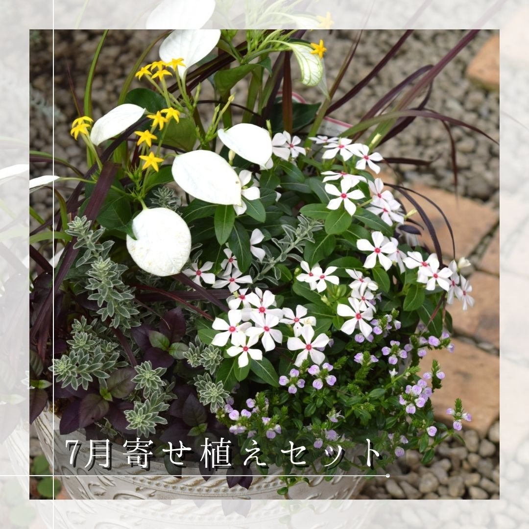 お花のプチフル定期便 「寄せ植えセット」 | プチフルール ネットショップ
