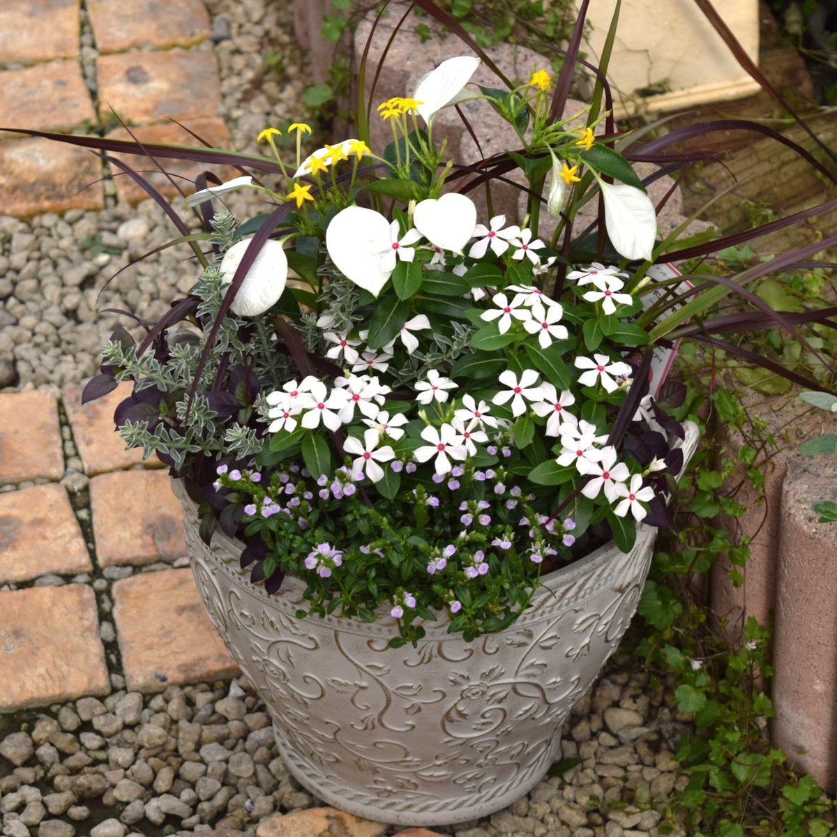 寄せ植え　花　∞月∞日ページ 1点のみ】7月定期便寄せ植え※寄せ植え完成品 | プチフルール ネット