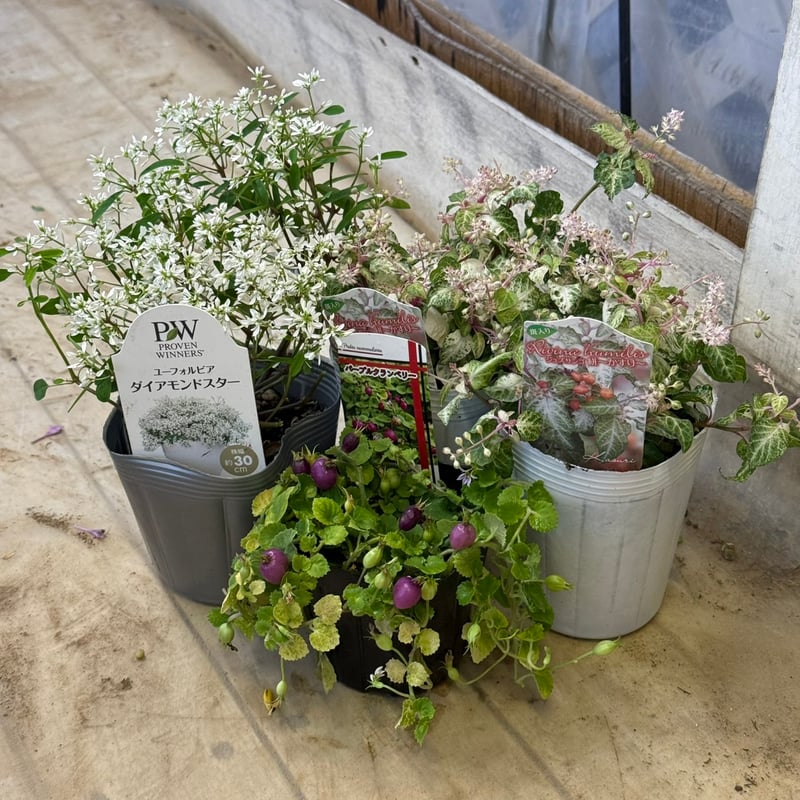 ジュズサンゴ」の鳥かご寄せ植え※寄せ植えセット | プチフルール