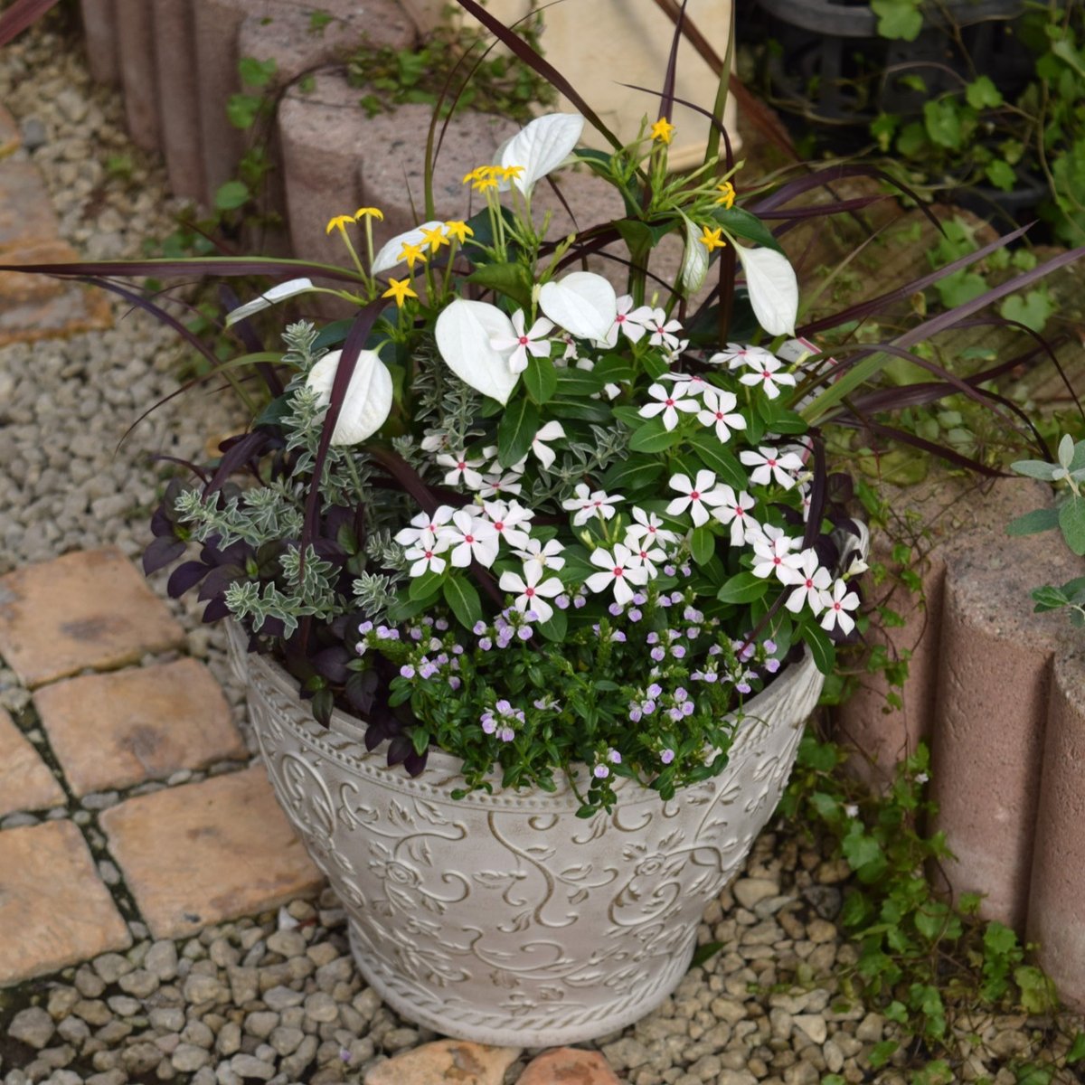 寄せ植え　花　∞月∞日ページ 1点のみ】7月定期便寄せ植え※寄せ植え完成品 | プチフルール ネット