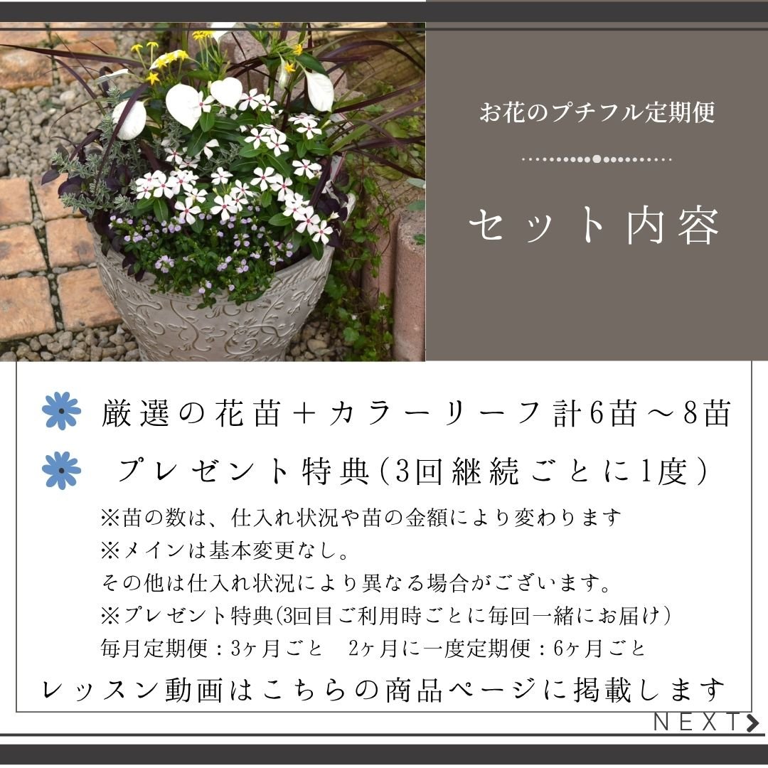 お花のプチフル定期便 「寄せ植えセット」 | プチフルール ネットショップ