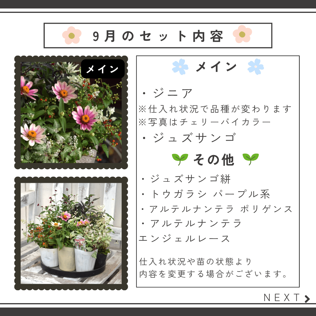 お花のプチフル定期便 「寄せ植えセット」 | プチフルール ネットショップ
