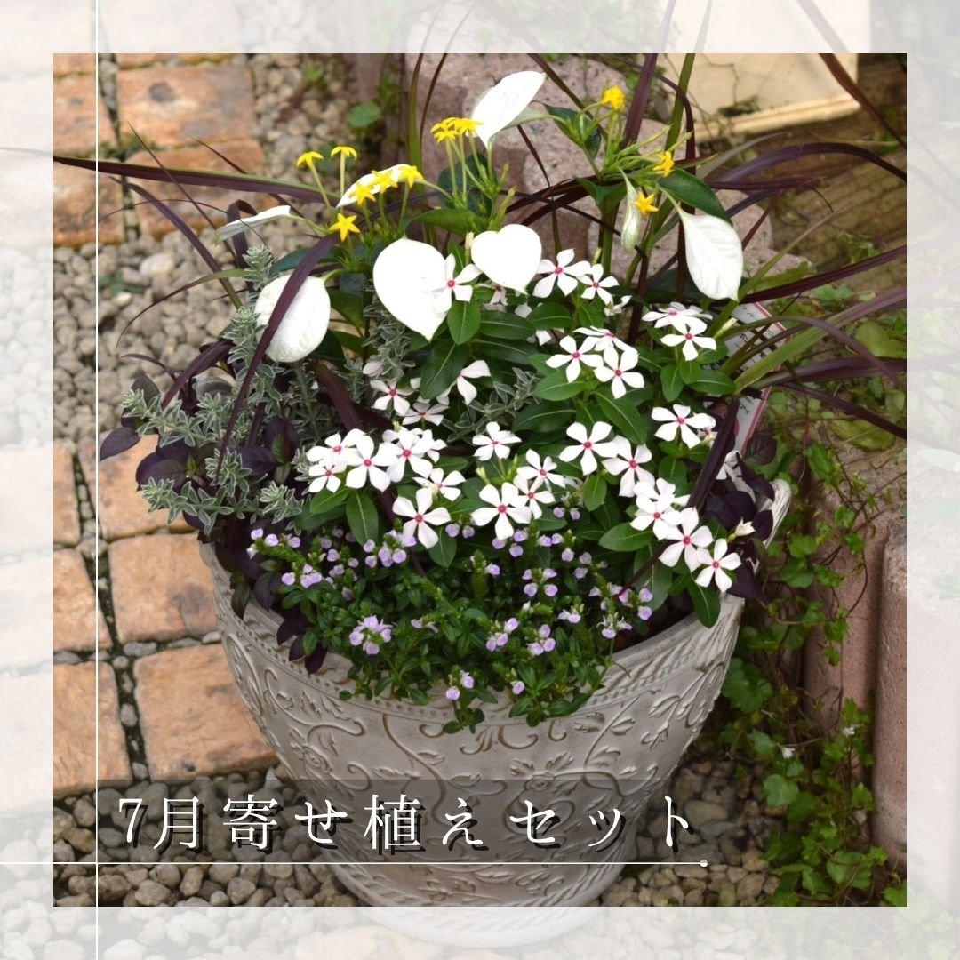 お花のプチフル定期便 「寄せ植えセット」 | プチフルール ネットショップ