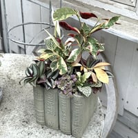 １点のみ【ミニ観葉】シックカラーの観葉寄せ植え※寄せ植え完成品