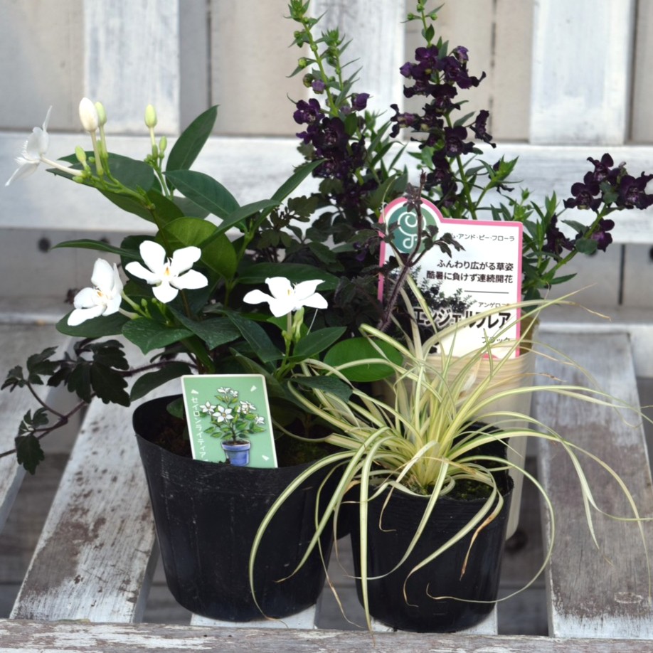 セイロンライティア」と「ブラックアンゲロ」のクラシック寄せ植え