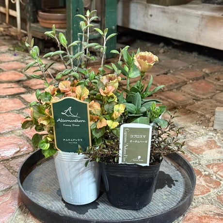 CATEGORY 寄せ植えセット | プチフルール ネットショップ