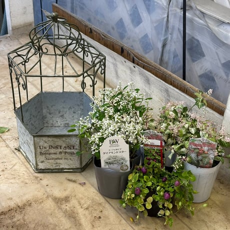 CATEGORY 寄せ植えセット | プチフルール ネットショップ