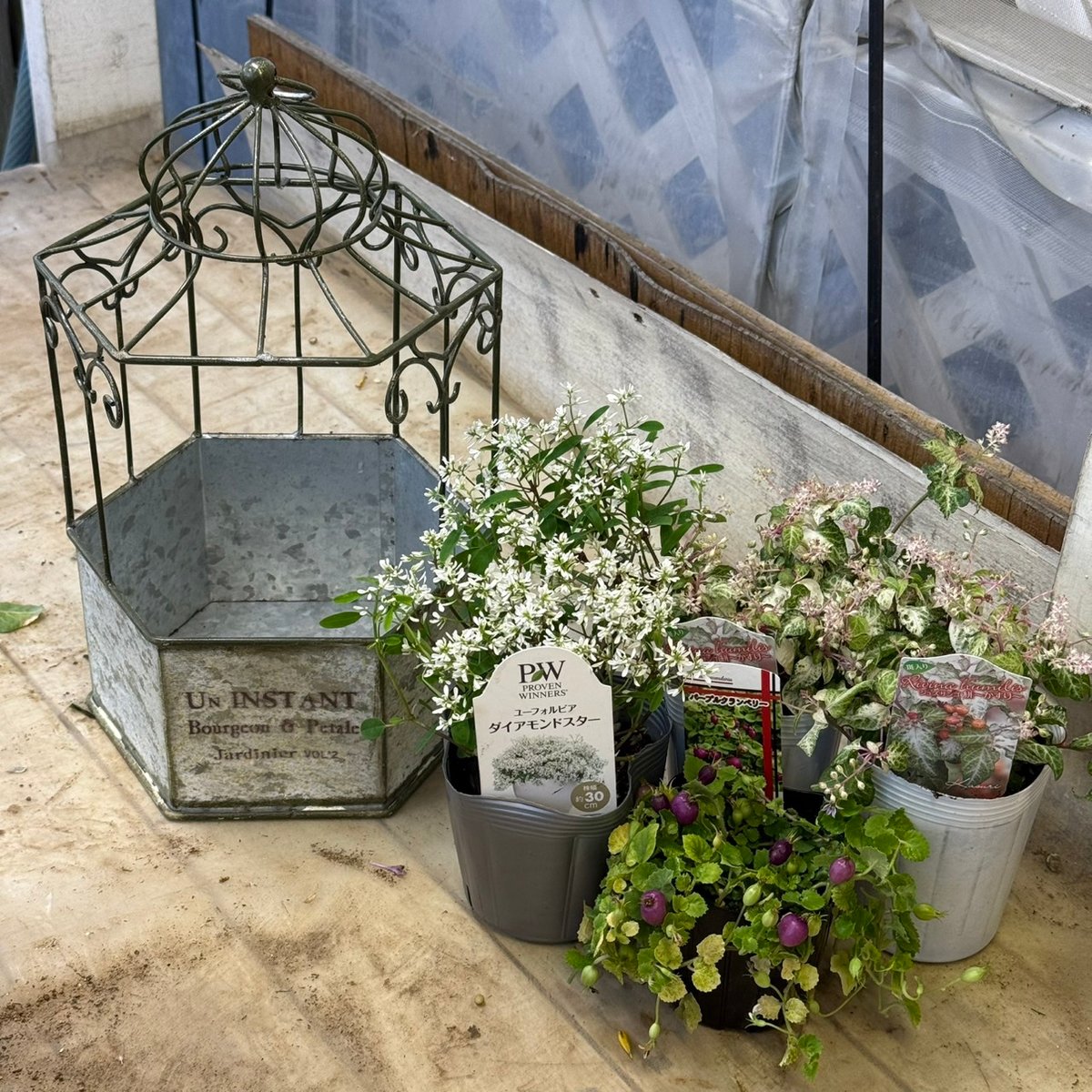 鳥かご フルオーダー ご注文はこちらに！ ジュズサンゴ」の鳥かご寄せ植え※寄せ植えセット | プチフルール