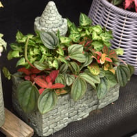 １点のみ【ミニ観葉】古城鉢のペペロミア寄せ植え※寄せ植え完成品