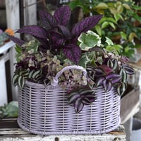 １点のみ【ミニ観葉】ミニバスケットで楽しむ！パープルシック寄せ植え※寄せ植え完成品