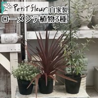 【特別価格】プチフル生産植物ローメンテ ３点セット