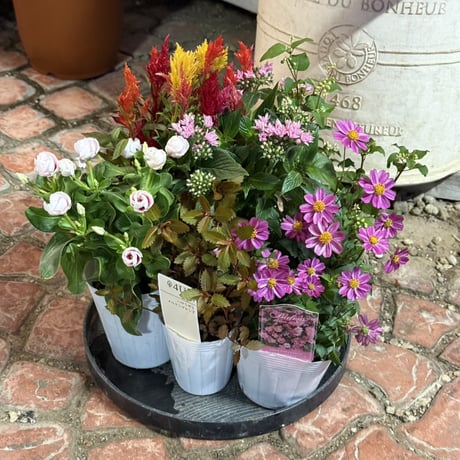 CATEGORY 寄せ植えセット | プチフルール ネットショップ
