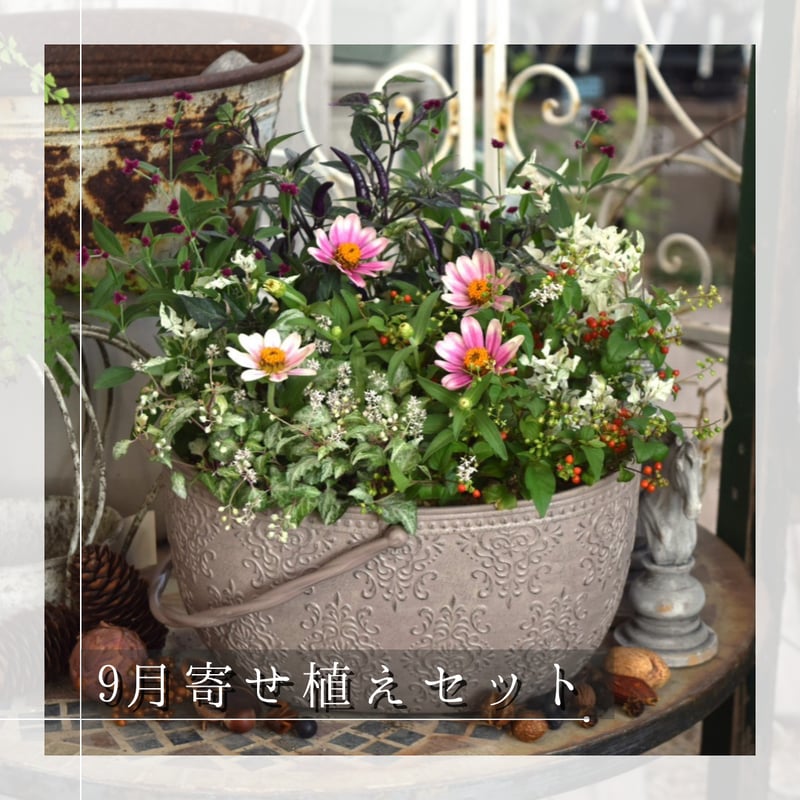 お花のプチフル定期便 「寄せ植えセット」 | プチフルール ネットショップ