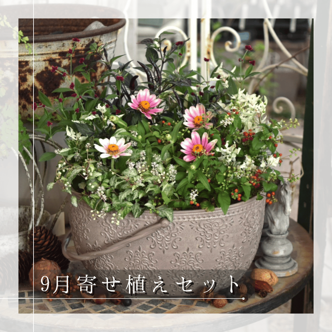 お花のプチフル定期便 「寄せ植えセット」 | プチフルール ネットショップ
