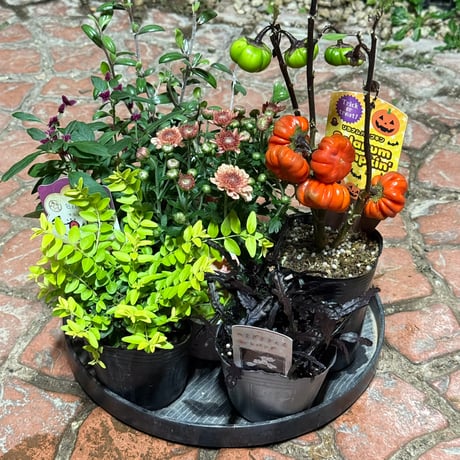 CATEGORY 寄せ植えセット | プチフルール ネットショップ
