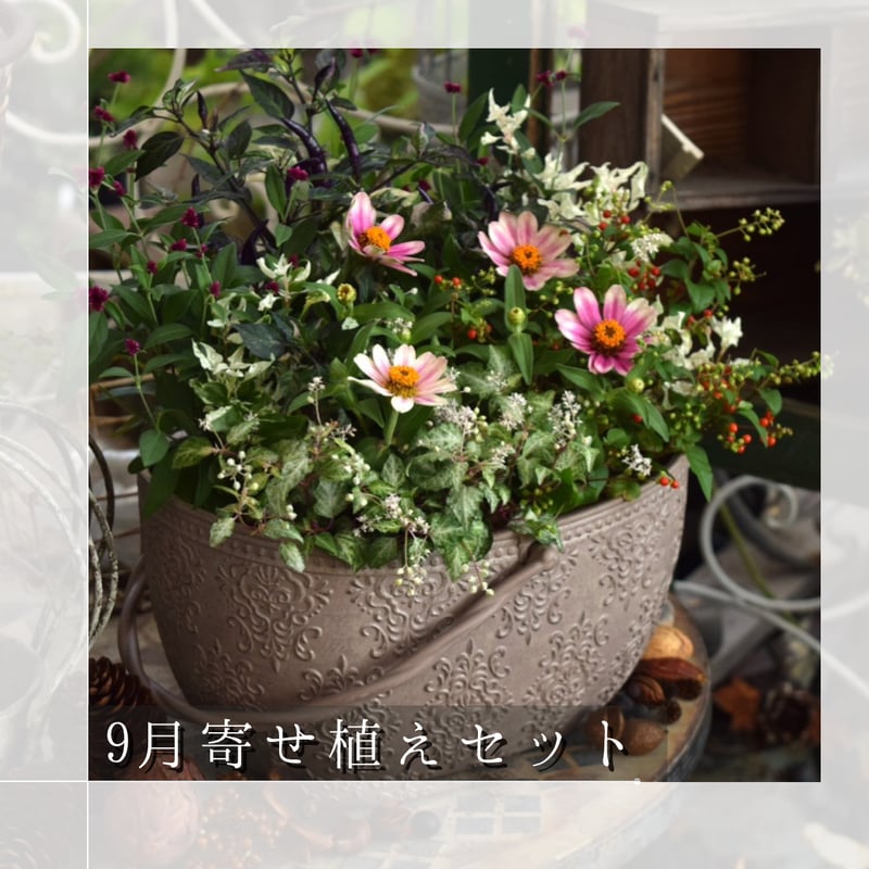 植物 寄せ植え flower 定期 便 発送月固定定期便 植物と花を育てる