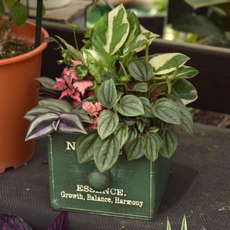 １点のみ【ミニ観葉】ポトスエンジョイの木箱寄せ植え※寄せ植え完成品