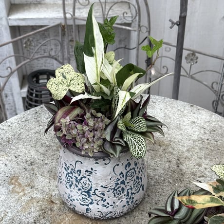 １点のみ【ミニ観葉】斑入りが映える観葉寄せ植え※寄せ植え完成品