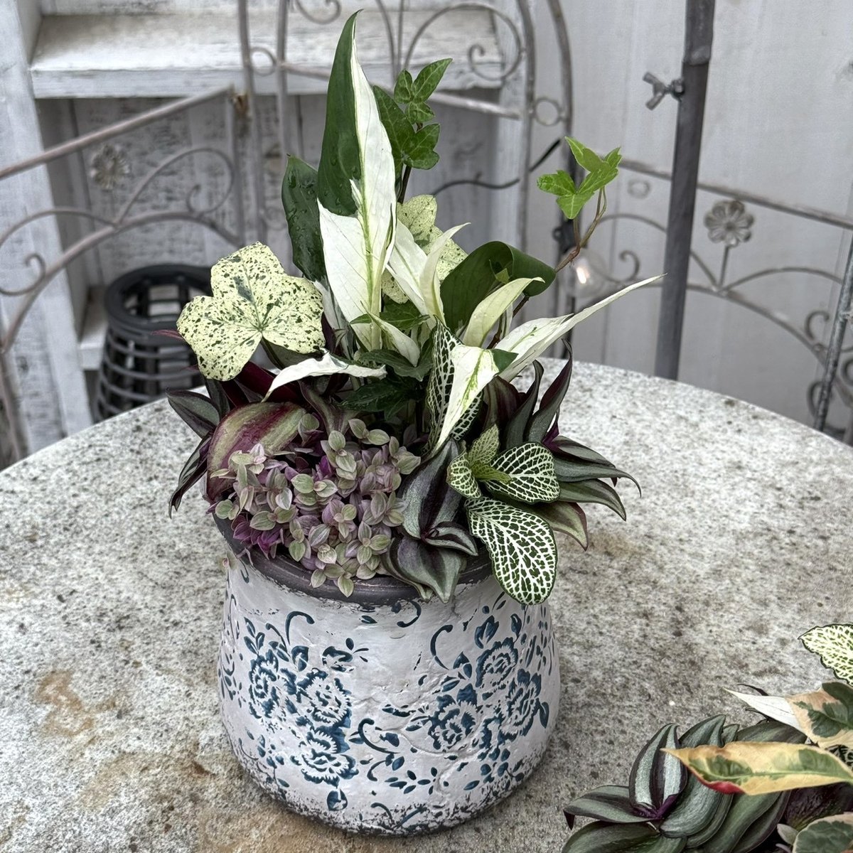 1点のみ【ミニ観葉】斑入りが映える観葉寄せ植え※寄せ植え完成品
