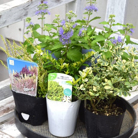 CATEGORY 寄せ植えセット | プチフルール ネットショップ