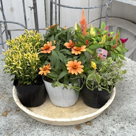 CATEGORY 寄せ植えセット | プチフルール ネットショップ