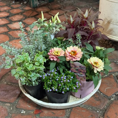 CATEGORY 寄せ植えセット | プチフルール ネットショップ