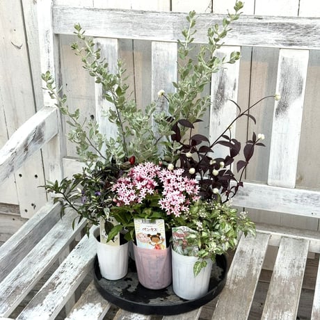 CATEGORY 寄せ植えセット | プチフルール ネットショップ