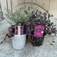 【寄せ植えの相棒！リーフセットⅡ】シックな寄せ植えを作れるカラーリーフセット