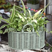 【ミニ観葉】ミニバスケットで楽しむ！パールグリーン寄せ植え※寄せ植え完成品