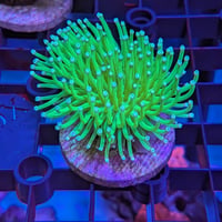 マダガスカル産　ウミキノコ