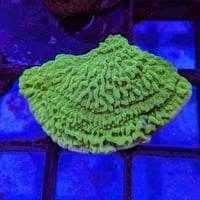 ウスコモンサンゴ