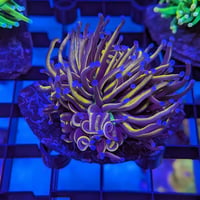 Dragin Tamer Torch