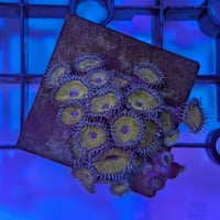 ボタンポリプ イエロー