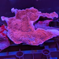 ウスコモンサンゴ