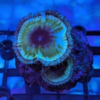 サンゾアンシッド