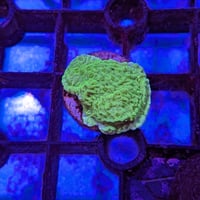 ウスコモンサンゴ