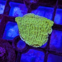 ウスコモンサンゴ