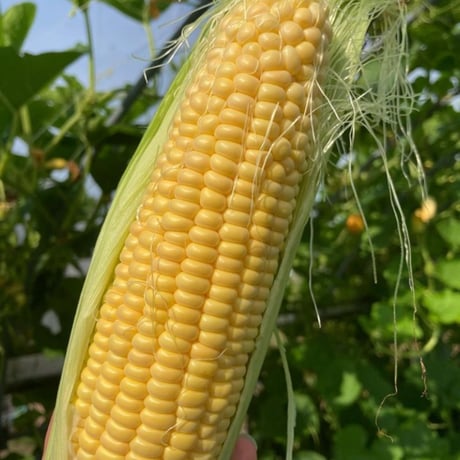 季節のフレーバー中心のおまかせ夏ギフト