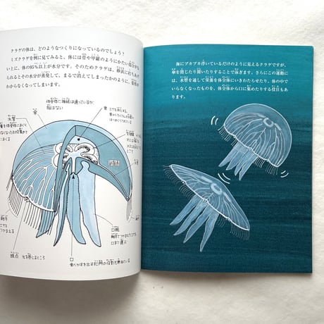 クラゲは花 / たくさんのふしぎ319