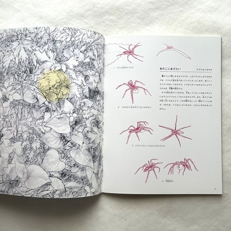 クモと糸 / たくさんのふしぎ302