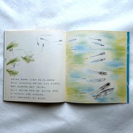 めだか / かがくのとも109  / 吉崎正巳、太田一男