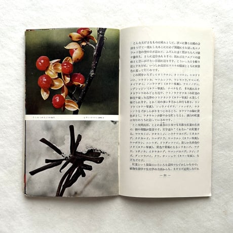 嗜好417 高原植物誌 / 明治屋