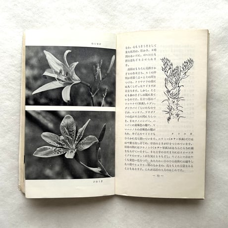 嗜好412  高原植物誌  / 明治屋