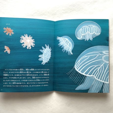 クラゲは花 / たくさんのふしぎ319